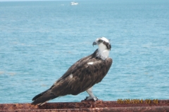 Amazing Wildlife All Around You!