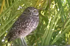 KCB Owls