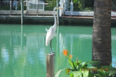 Local Wildlife Visits